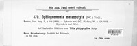 Ophiognomonia melanostyla image